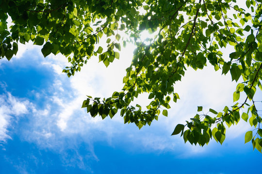 Soft white clouds in the blue sky. Green leaves of a tree against the blue sky and the sun.Sun soft light through the green foliage of the tree.