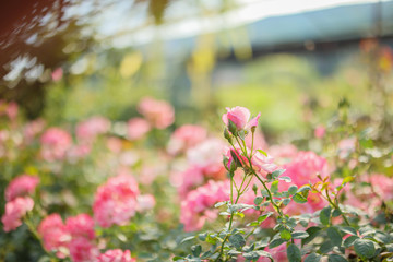 Beautiful pink roses flower in the garden