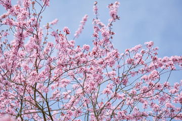 Beautiful pink plum blossoms blossoms against bright sky in spring. Seen in Nuremberg, Germany, April 4th 2019
