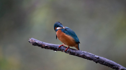 Martin Pescatore a caccia
