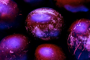 Easter eggs painted in monochrome style isolated on dark , in fluorescent glowing purple color with...