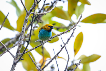 Small colorful Gilt-edged tanager perched on a tiny branch against leafy background, Caraca natural park, Minas Gerais, Brazil