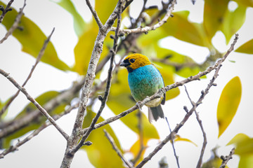 Small colorful Gilt-edged tanager perched on a tiny branch against leafy background, Caraca natural park, Minas Gerais, Brazil