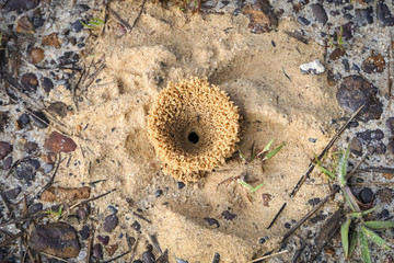 Artful sandy ant hole on the ground, from above, Caraca natural park, Minas Gerais, Brazil