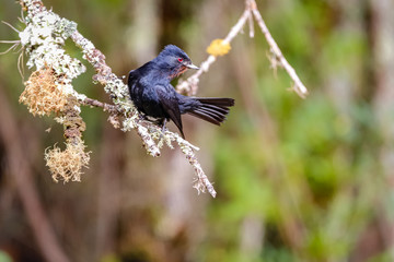 Velvety-black tyrant perched on a lichen covered tree branch, looking to the right, Caraca natural park, Minas Gerais, Brazil