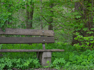 Holzbank am Weg vor Laubwald ( Bank halb im Bild )