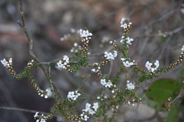 Native White Flowers