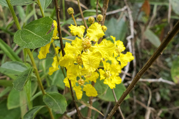 Close up of yellow blossoms against green leaved background, Caraca natural park, Minas Gerais, Brazil