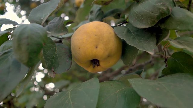 Quince on the tree with green leaf. Autumn season.
