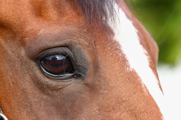 Horse head brown with pallor, close-up of the right eye..