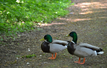Zwei Stockenten auf Waldweg