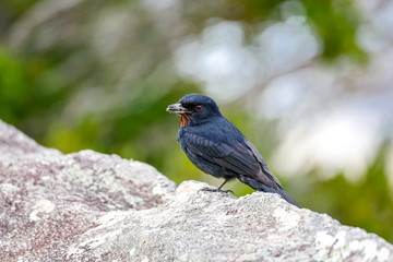 Velvety-black tyrant perched on a rock with an insect in its beak, Caraca natural park, Minas Gerais, Brazil
