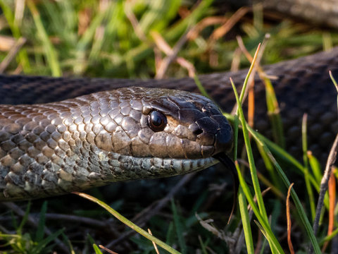 Mole Snake Images Browse 122 Stock Photos Vectors And Video Adobe Stock