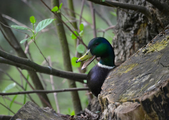 Stockente mit offenem Schnabel hinter Baum