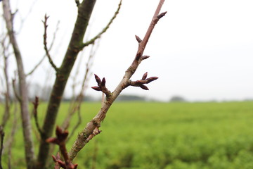 Apfelknospen