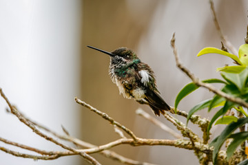 Fluffed small Stripe-breasted star throat hummingbird perched on a branch against defocused bright brown background, Caraca natural park, Minas Gerais, Brazil