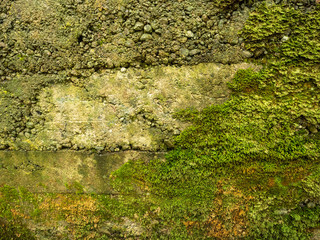 Old stone wall covered with moss, Abstract nature background.