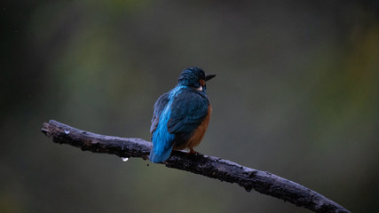 Martin Pescatore a caccia