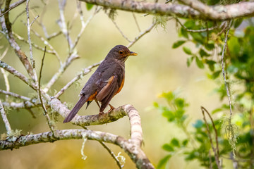 Rufous-bellied trush perched on a bare tree branch against green background, Caraca natural park, Minas Gerais, Brazil 