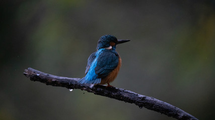 Naklejka premium Martin Pescatore a caccia