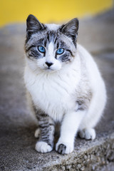 Naklejka na ściany i meble Cat with blue eyes