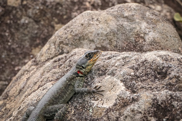 Lizard on a gray rock, Caraca natural park, Minas Gerais, Brazil, Caraca natural park