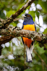 Close up of a colorful Northern surucua trogon perched on a tree branch with defocused background, Sanctuary Caraça, Minas Gerais, Brazil