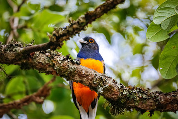 Close up of a colorful Northern surucua trogon perched on a tree branch with defocused background, Sanctuary Caraça, Minas Gerais, Brazil