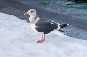 Seagull with two red webbed feet standing on snow
