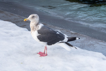 Seagull with two red webbed feet standing on snow