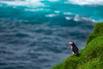 Puffin at the edge of the cliff