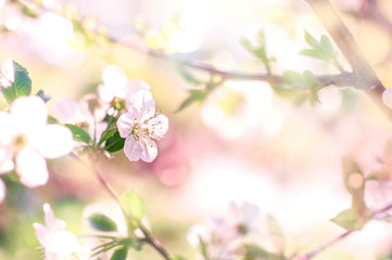 Obraz na płótnie Canvas Apple or cherry blossom, springtime concept. Soft focus, sunrays and bokeh background.