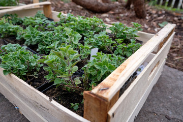 A box of fresh green plants in flowerpots from the gardener is waiting to be put into the soil in the garden in spring. Seen in Nuremberg, Germany, April 2019