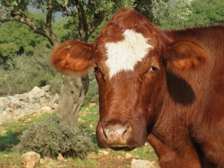 brown cow head shot without horn