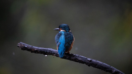 Martin Pescatore a caccia