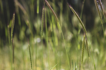 Wild Rye grass field close-up in golden light.