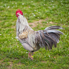 Hahn,Huhn,Schönling,Tier,Ostern