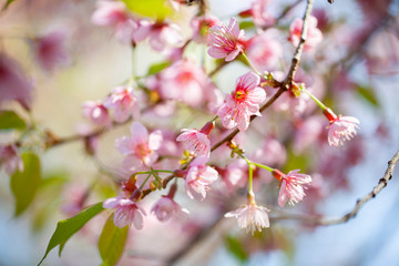 Closeup of Wild Himalayan Cherry (Prunus cerasoides) at Chiang Mai, Thailand.