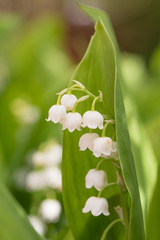 flower stem with blossoms, lily of the valley, closeup shot in the garden
