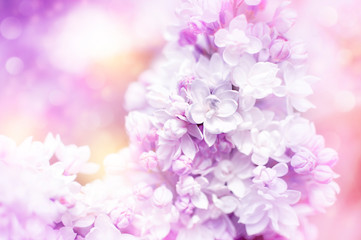Dreamy pink blurred bokeh backgound, lilac flowers close-up. Mother's day, Valentine's day or Women's day greeting card