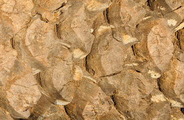 Palm tree trunk rough bark as background