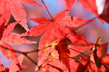 maple leaves