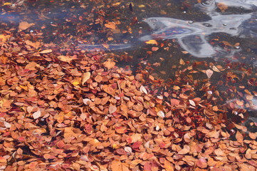 autumn leaves on water