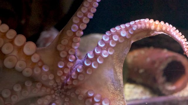 Octopus tentacles on aquarium glass