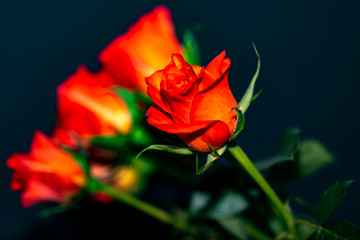 Fototapeta premium Red rose petals against dark background.