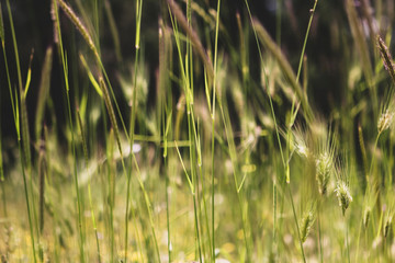 Wild Rye grass field close-up in golden light.