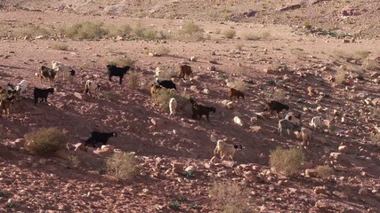 Goats Grazing in the Desert, Real Time, 4k