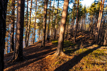 Fototapeta premium Walk through a forest near a lake on a sunny spring day in Varmland / Sweden.