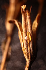 Elements of a dry seasonal plant