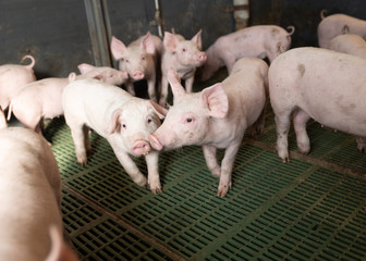 junge Schweine in Gruppenhaltung, Schweinestall